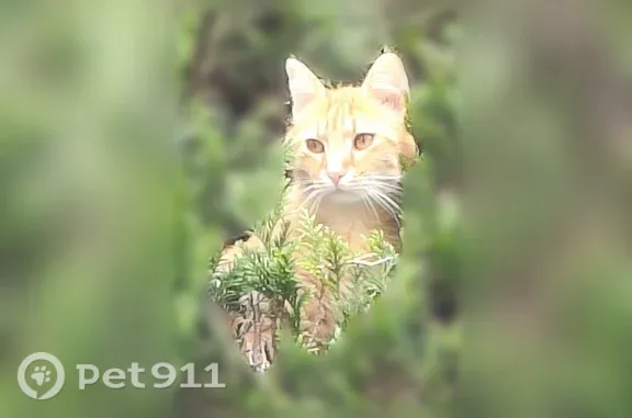 Chat perdu mâle, Errondenia Karrika, Hendaye - petit roux, pucé et tatoué - photo