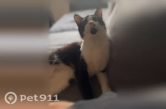 Chat perdu mâle, Rue Fontgieve, 62, Clermont-Ferrand — noir et blanc - photo