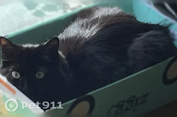 Chat perdu, femelle, Route du Noyer, 391, Saint-Denis — très grands yeux verts - photo