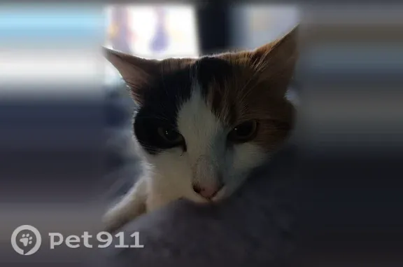 Lost cat, Killingly Street, 291, Providence - two female indoor cats - photo
