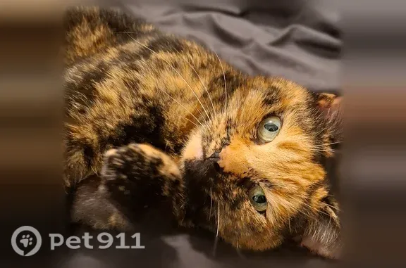 Chat perdu, Rue de la Libération, Montigny-en-Gohelle, Lens - chatte écaille de tortue - photo
