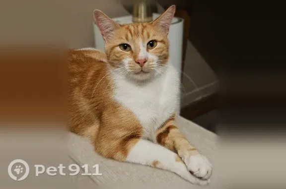 Chat perdu mâle, Rue Baudelaire, 10, Villeurbanne - roux et blanc, pucé - photo