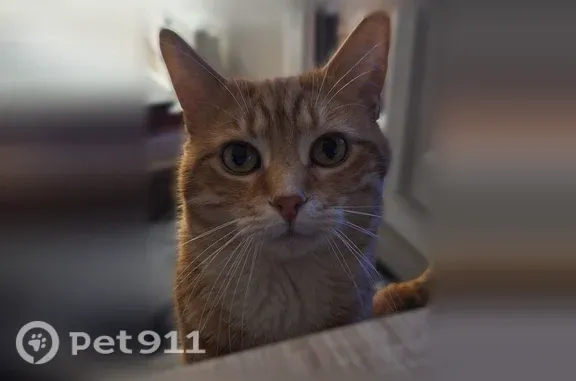 Chat perdu mâle, Chemin de Ronde, 4, Sainte-Colombe-en-Bruilhois - assez peureux - photo