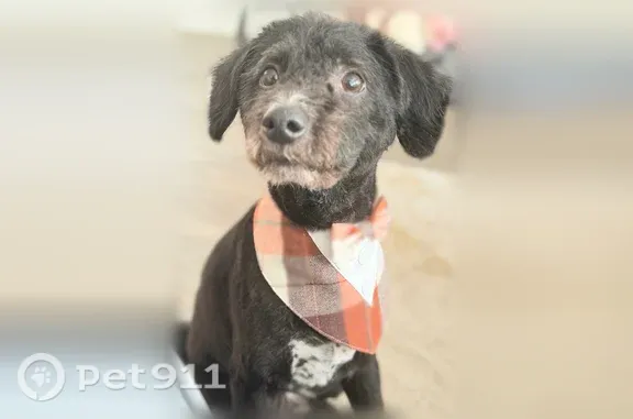 Lost dog, Fisher Reservoir Drive, 15000, Houston - shy 6-year-old male with blue tag - photo