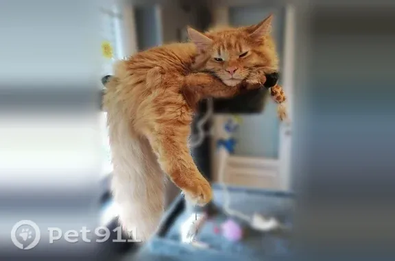Chat perdu mâle, Rue Cunin Gridaine, 6, Sedan - Maine Coon roux - photo