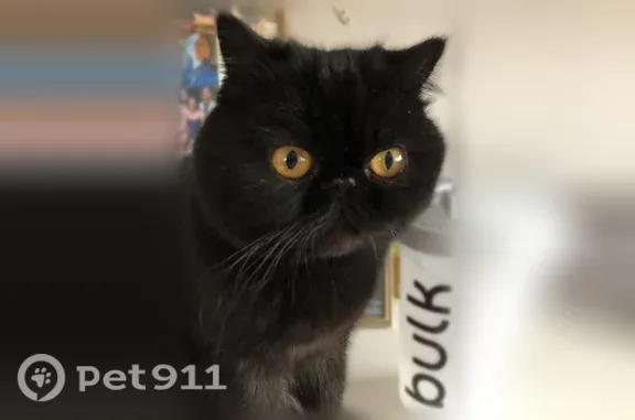 Chat perdu, Rue des Écoles, 9, Éragny - mâle exotic shorthair noir - photo