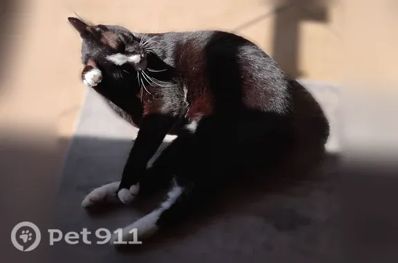 Missing cat Largo, photo: Lost cat, Viera, FL, USA, Largo - male, tailless