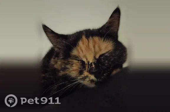 Chat perdu femelle, Avenue Gustave Dron, 21, Armentières - craintive, écaille de tortue - photo