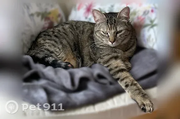 Chat perdu, Rue Saint-Hubéry, 7, Saint-Jean-de-Védas - femelle tigrée écaille de tortue - photo