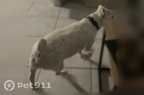 Chien trouvé Nantes, photo: Chien trouvé, Rue Louis Caiveau, 26, Coëx, Nantes