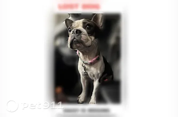Lost dog, South Schuerbach Road, 108, Mission - female, rainbow collar - photo