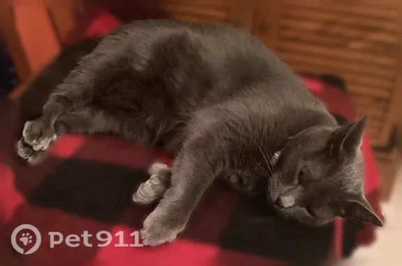 Lost cat, Mountain Oak Lane, 76, Blairsville — polydactyl - photo