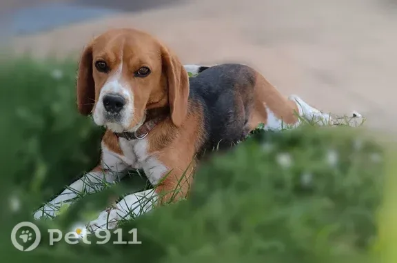 Chien perdu, femelle, Rue du Bleu, Pessac, Paris — beagle tricolore pucée - photo