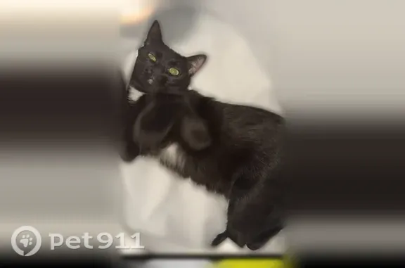 Perdu chat femelle, aire de la Paplonnière sur l'A81, Loiron - petite taille, poils courts noirs - photo