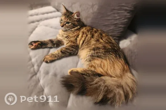 Chat perdu, Allée des Mimosas, 6, Ramonville-Saint-Agne - femelle - photo