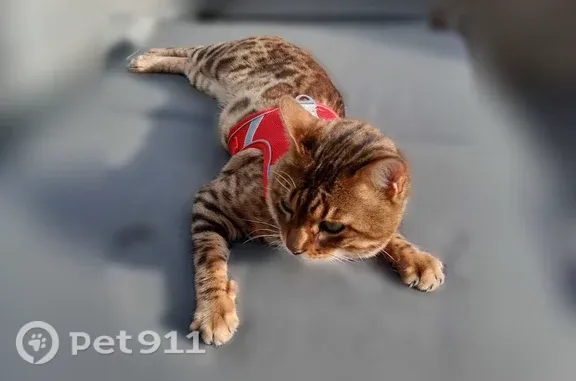 Chat perdu mâle, Rue Sauzay, 11, Gray - marqué de rosettes - photo