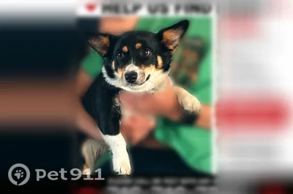 Missing dog Casper, photo: Lost dog, Casper, Wyoming — female, no collar