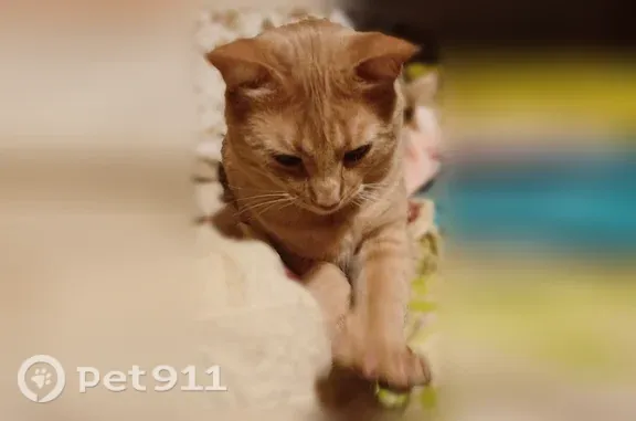 Chat perdu mâle, Saint-Laurent-du-Var, moyenne corniche des Pugets aux 1328 - très peureux - photo
