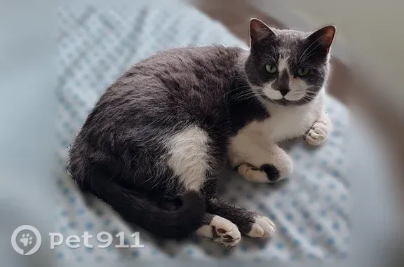 Chat perdu, Wambrechies, photo: Chat disparu Garçon, Wambrechies (fl598322)