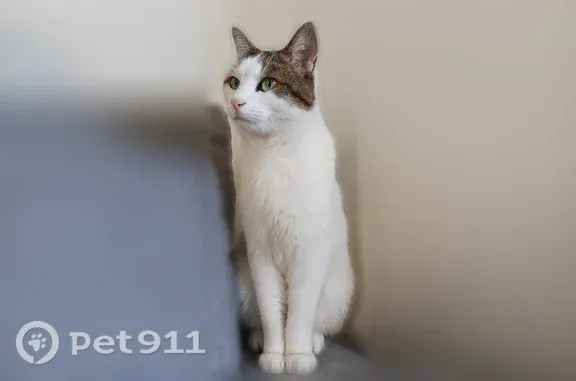 Chat perdu, femelle, Rue de l'Interne Loeb, 27, Paris - craintive mais sociable - photo