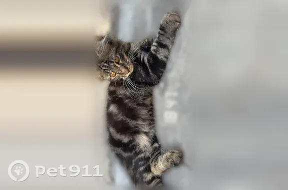 Chat perdu, femelle, Rue de Sébastopol, 7, Lillers - petit chaton avec harnais tigré marron noir - photo