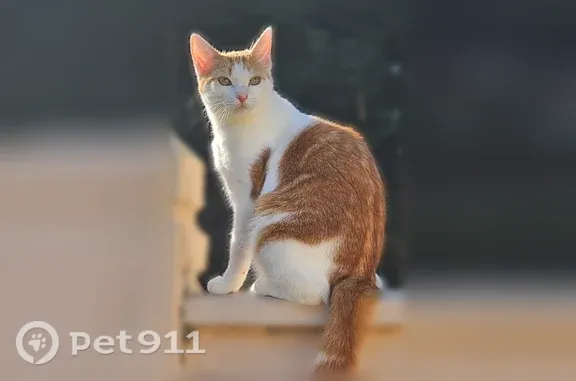 Chat perdu, Armentières, photo: Chat perdu, Rue Ernest Renan, 6, Armentières - femelle rousse