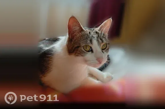 Chat perdu, femelle, Rue Berne, 1, Saint-Denis - blanc et gris, tâche grise sur la patte côté interne - photo