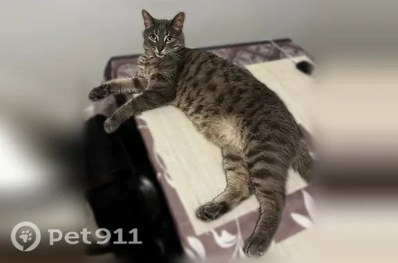 Chat perdu mâle, Boulevard Paul Valéry, 2590, Montpellier - craintif, stérilisé et pucé - photo