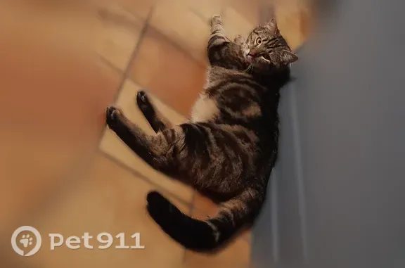 Chat perdu mâle, Olemps, Rennes - castré et pucé - photo