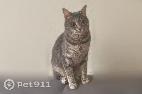 Chat perdu, La Talaudière, photo: Chat perdu, Allée Louis Detrat, La Talaudière — femelle craintive, grise tigrée