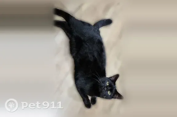 Chat disparu Fille, Saint-Amand-les-Eaux (fl598346) - photo