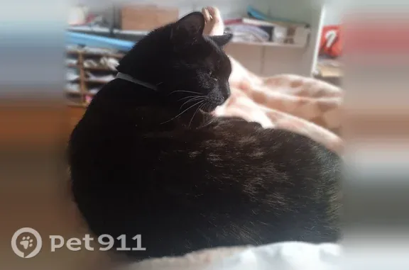 Chat perdu, Rue Pierre Imbert, 28, Revel - femelle avec collier anti puce gris - photo