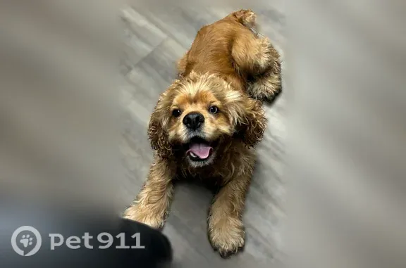 Found dog Lawrenceville, photo: Found dog, Swanson Drive, 192, Lawrenceville — cocker spaniel, well behaved