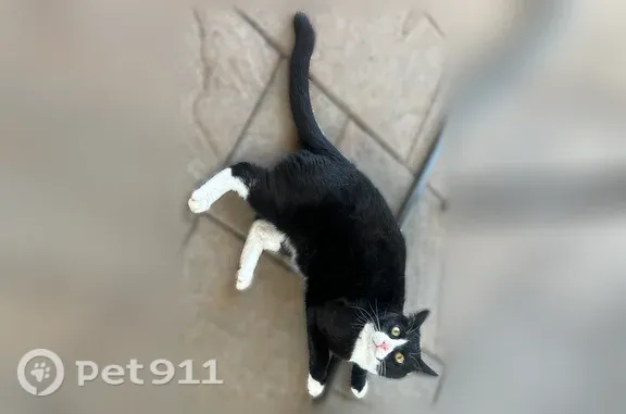 Lost cat, Mosswood Court South, 2386, Salem — tuxedo male, 12 lbs - photo