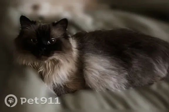 Lost cat, Glade Road, 2640, Colleyville - female, long-haired Siamese with blue eyes - photo