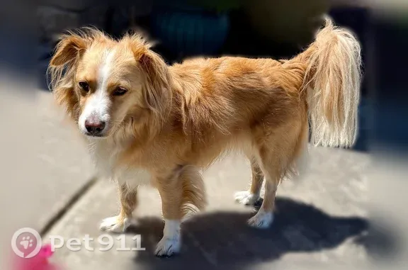 Missing dog Santa Cruz, photo: Lost dog, Eastridge Drive, 38, Santa Cruz - skittish, wearing a teal harness