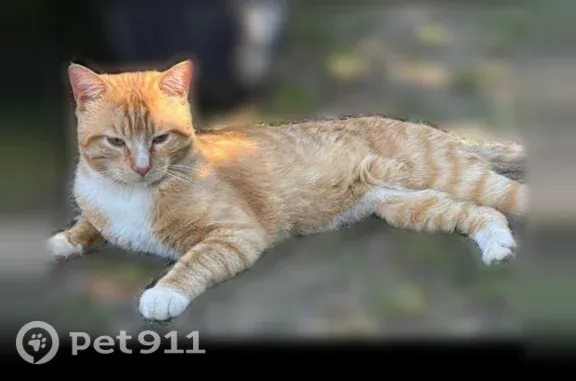 Chat perdu, Albi, photo: Chat perdu mâle, Rue des Camélias, Gaillac, Albi - blanc et roux
