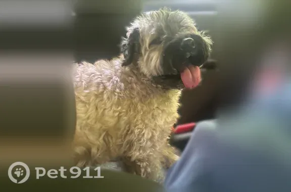Found dog Mansfield, photo: Found dog, Bowers Road, 1594, Mansfield — male, collar no tags