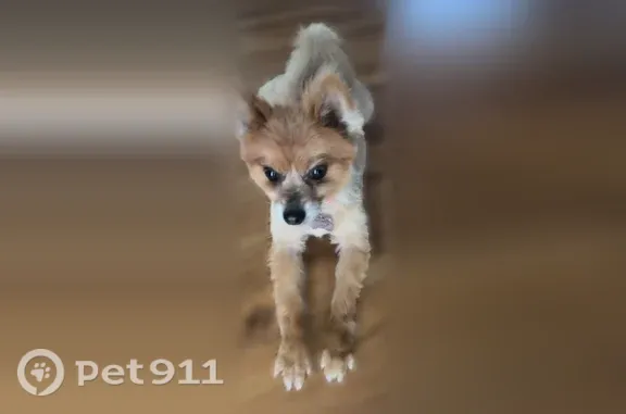 Lost dog, Canadian Lane, 101, Clayton - female Pomeranian with a pink-and-white collar - photo