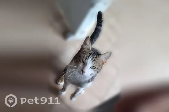 Chat perdu mâle, Paris - photo