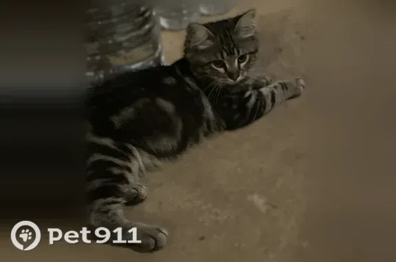 Chat trouvé Torreilles, photo: Chat trouvé, Place Louis Blasi, 5, Torreilles - petit chat de 3 mois, poil un peu long