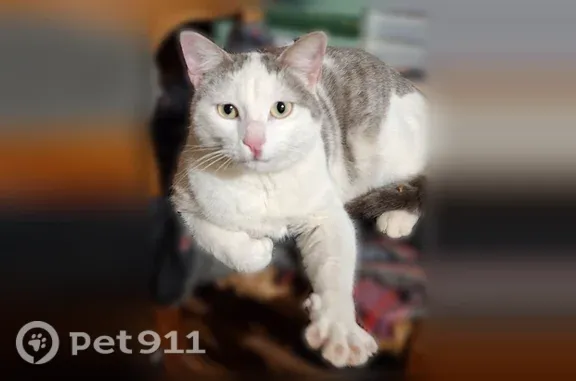 Chat perdu mâle, Rue Basse, 62, Le Bourdeix, Nontron - a déjà disparu plus de 2 semaines - photo