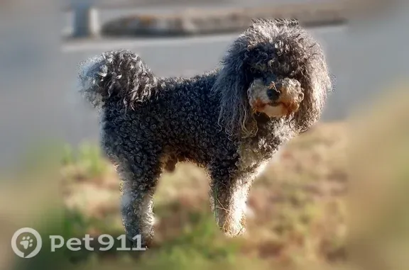 Chien trouvé Le Relecq-Kerhuon, photo: Chien trouvé, Boulevard Clemenceau, 54, Le Relecq-Kerhuon - collier et collier anti-puce