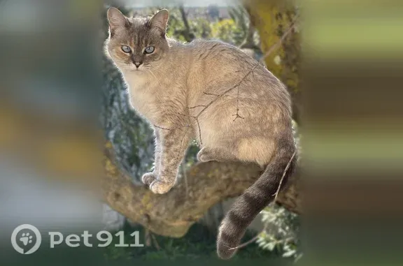 Perdu chat femelle, Avenue Chateaugaillard, 250, Tarascon - chat siamois - photo