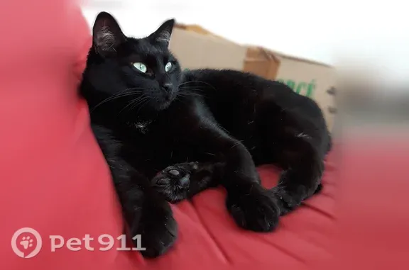 Chat perdu femelle, Rue Victor Hugo, Rezé - petite, toute noire avec du blanc au niveau du ventre - photo