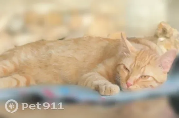 Chat perdu, Paris, photo: Chat perdu mâle, Allée des Bleuets, Ollioules, Paris - roux clair, très sociable