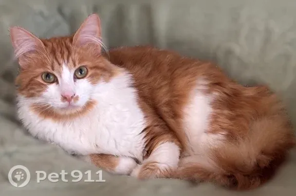 Chat perdu mâle, Rue Christian Pineau, 1, Le Mans - roux et blanc - photo
