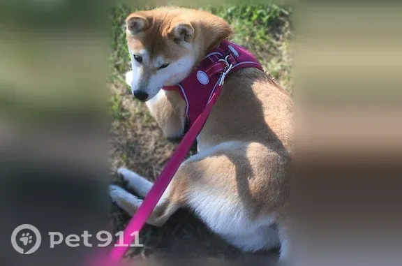 Chien perdu femelle, Lotissement La Caillère Basse - Voie C, Six-Fours-les-Plages - fauve et blanche, sans collier - photo