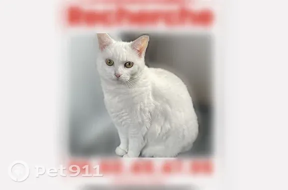 Perdu chat femelle, Allée des Pâtureaux, Sainte-Luce-sur-Loire - blanche et sourde - photo