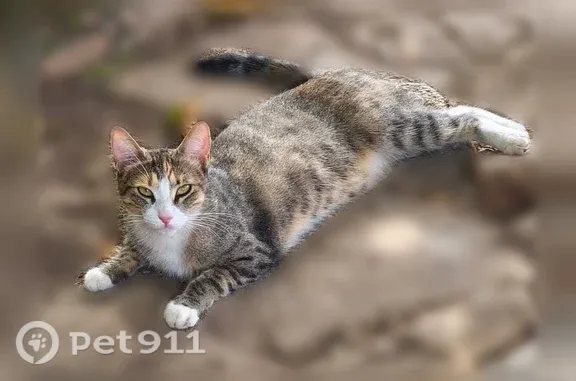 Chat perdu, femelle, Rue du Colisée, Fos-sur-Mer, Paris - tigrée, yeux verts - photo